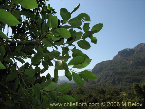 Image of Laureliopsis philippiana (Tepa / Laurela). Click to enlarge parts of image.